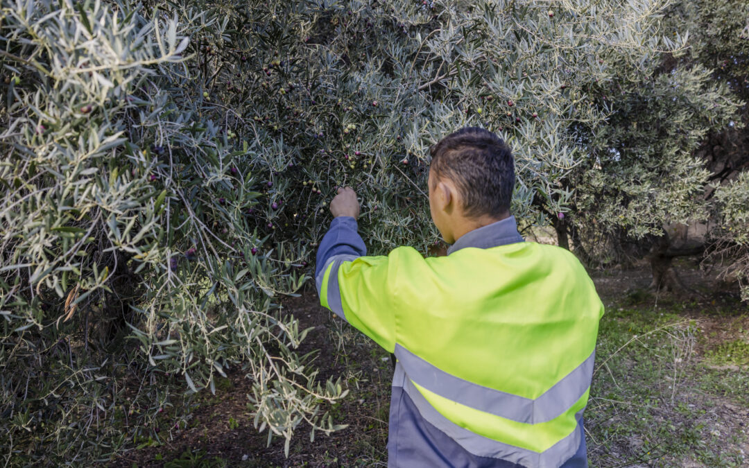 L’oléiculture est lancée à La Bétheline