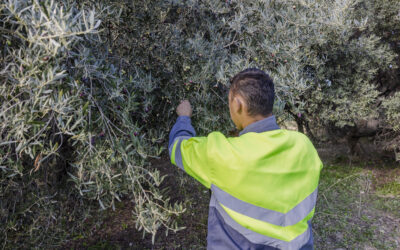 L’oléiculture est lancée à La Bétheline